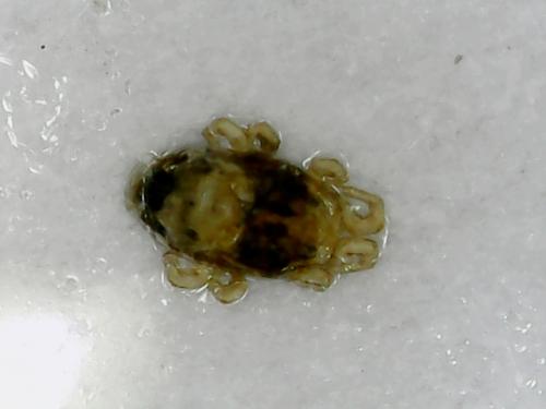Dermatophagoides pteronyssinus