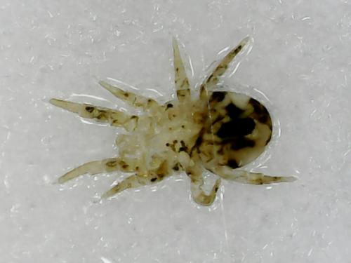 Réf. 263 309 : Dermatophagoides pteronyssinus