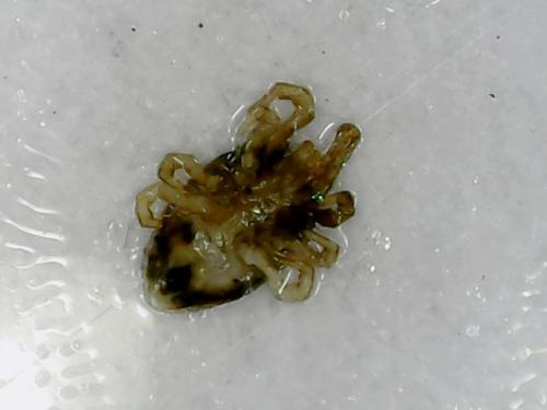 Dermatophagoides pteronyssinus