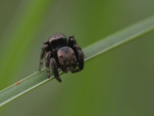 Evarcha arcuata