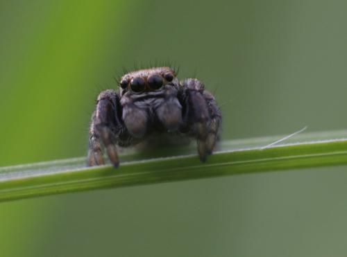 Evarcha arcuata