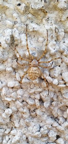 Réf. 263 396 : Argiope lobata