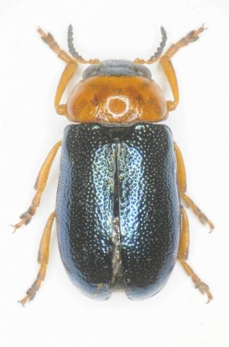 Smaragdina flavicollis