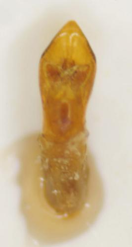Smaragdina flavicollis