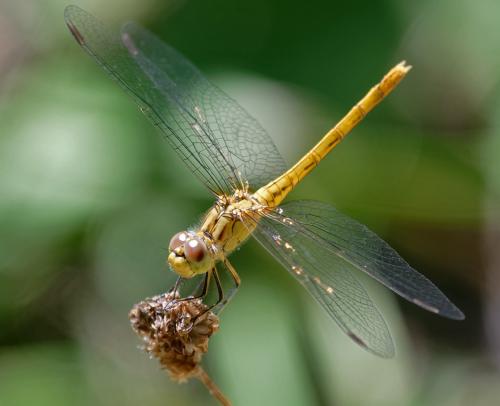 Réf. 263 620 : Sympetrum meridionale