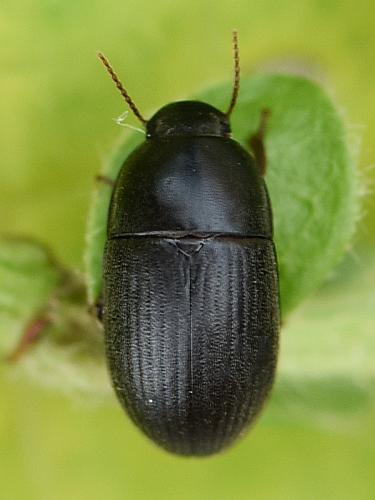 Réf. 263 589 : Crypticus mulsanti