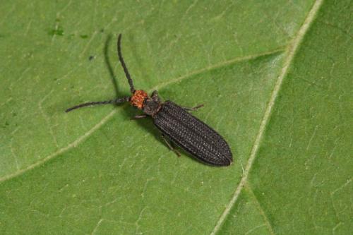 Cupes capitatus