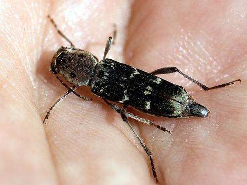 Xylotrechus stebbingi