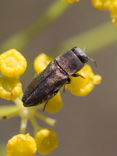 Réf. 263 364 : Anthaxia sp.