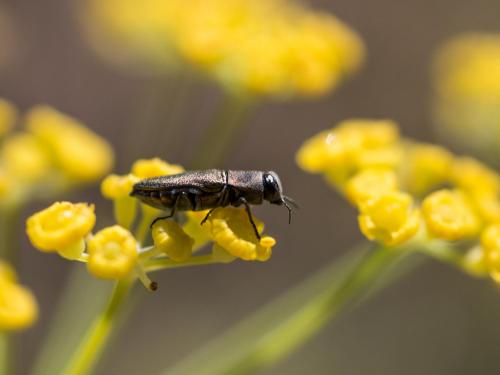 Réf. 263 366 : Anthaxia sp.