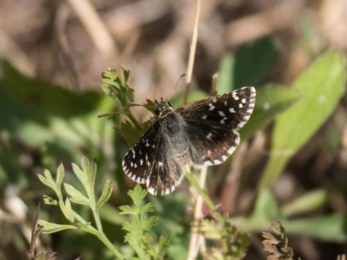 Réf. 263 957 : Pyrgus malvoides