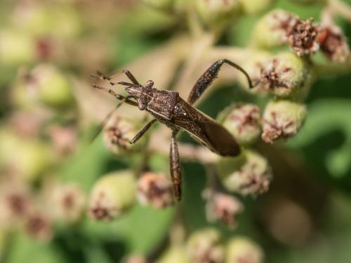 Réf. 263 959 : Camptopus lateralis