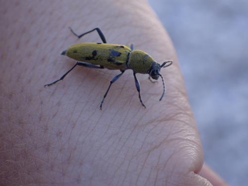 Chlorophorus sp.