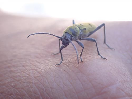 Chlorophorus sp.