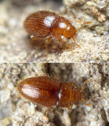 Mycetaea subterranea
