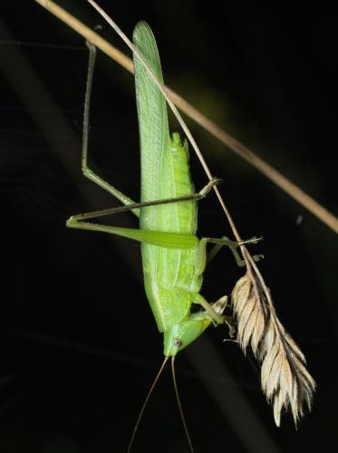 Réf. 263 849 : Ruspolia nitidula