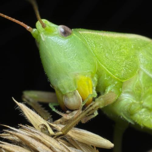 Réf. 263 850 : Ruspolia nitidula