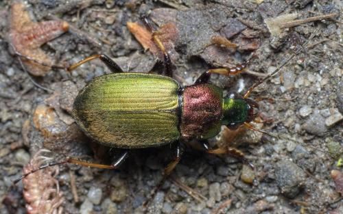 Réf. 263 783 : Chlaenius tibialis