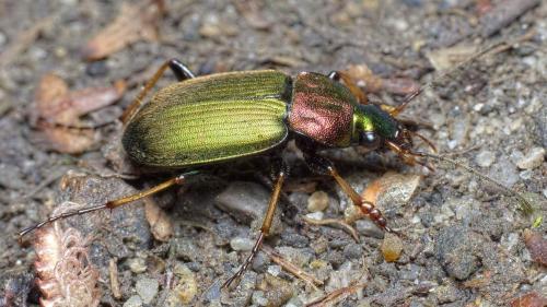 Réf. 263 782 : Chlaenius tibialis