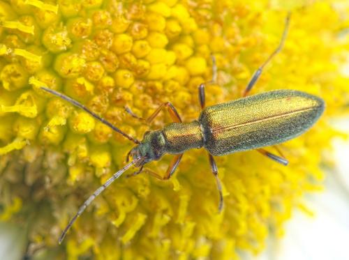 Réf. 263 996 : Chrysanthia geniculata