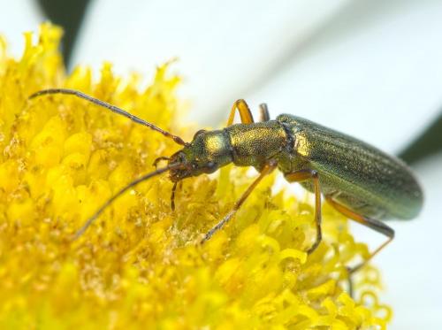 Réf. 263 995 : Chrysanthia geniculata
