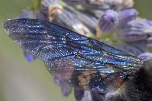 Xylocopa violacea