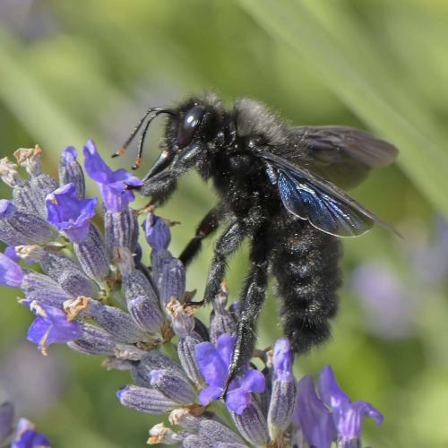 Réf. 263 361 : Xylocopa violacea
