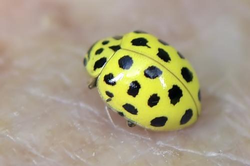Réf. 263 526 : Psyllobora vigintiduopunctata