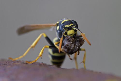 Polistes dominula