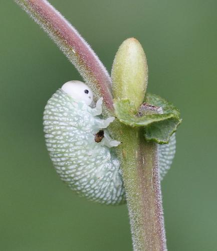 Trichiosoma sp.
