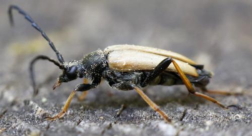 Réf. 263 798 : Stictoleptura rubra