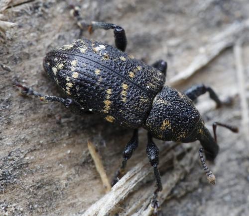 Hylobius abietis