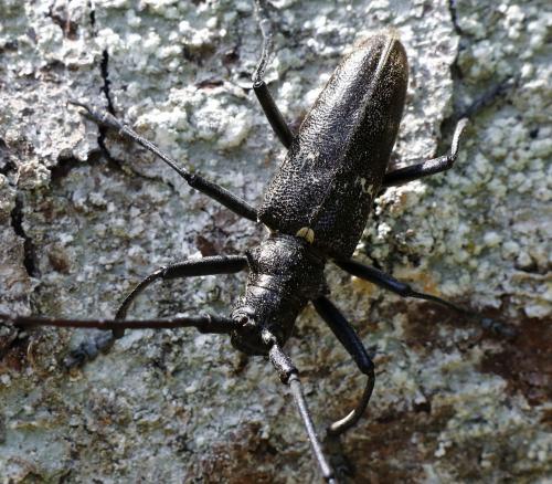 Monochamus sartor