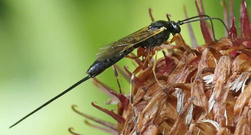 Réf. 263 301 : Lissonota sp.