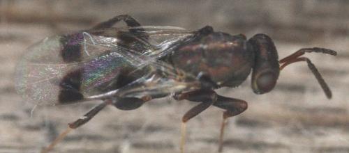 Cheiropachus quadrum