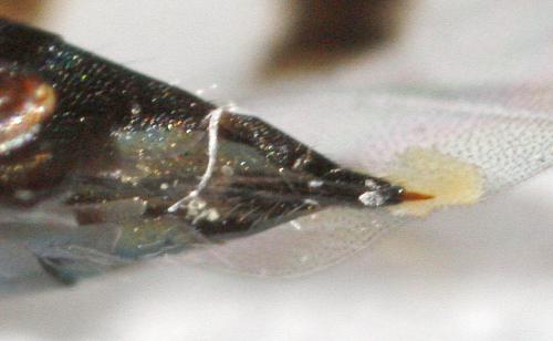 Cheiropachus quadrum