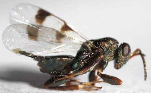 Cheiropachus quadrum