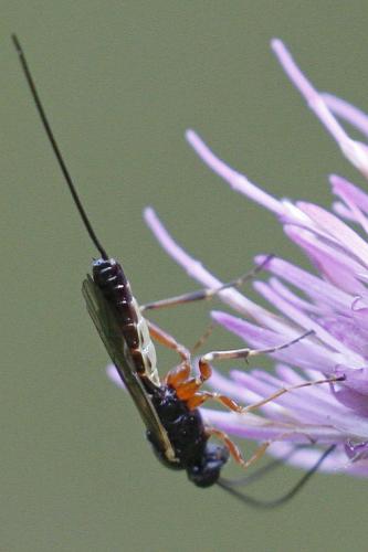 Réf. 263 302 : Lissonota sp.