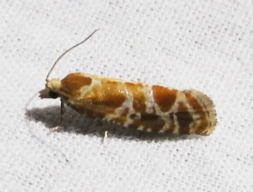 Rhyacionia pinicolana