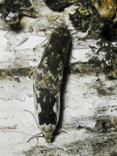 Anacampsis blattariella