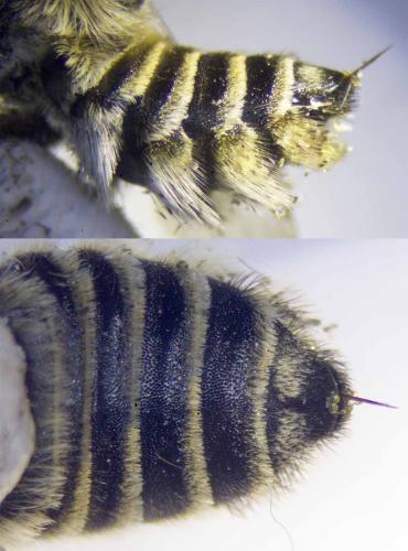 Megachile pilidens