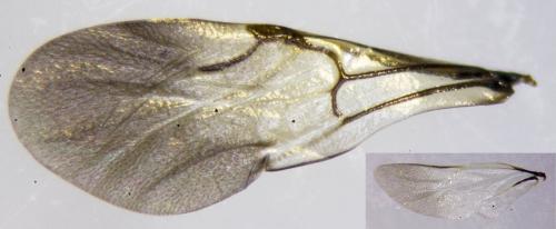 Pseudomalus auratus