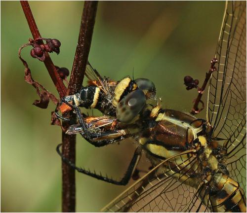 Réf. 263 568 : Pyropteron chrysidiformis