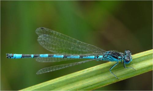 Coenagrion mercuriale