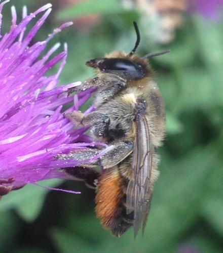 Megachile lagopoda