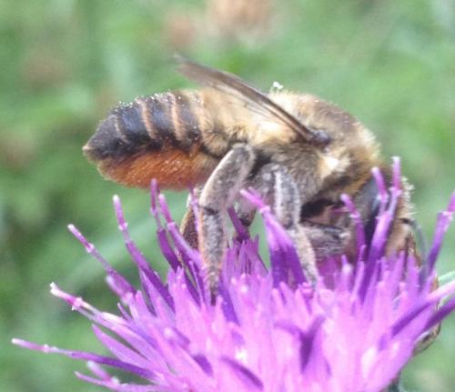 Megachile lagopoda
