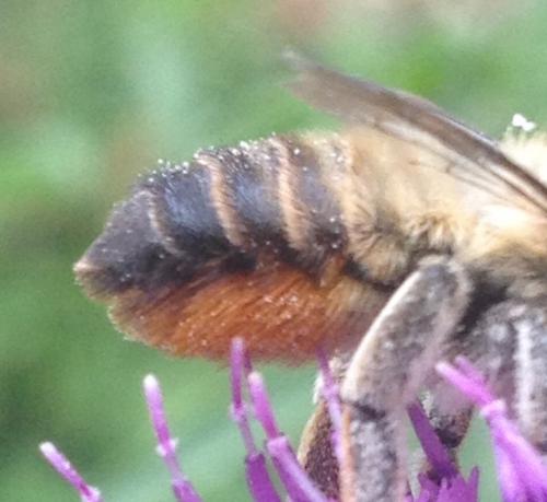 Megachile lagopoda