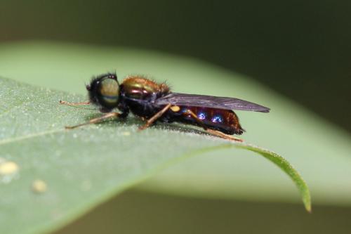 Chloromyia speciosa