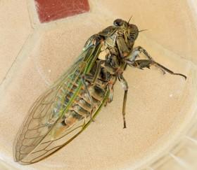 Tibicina haematodes