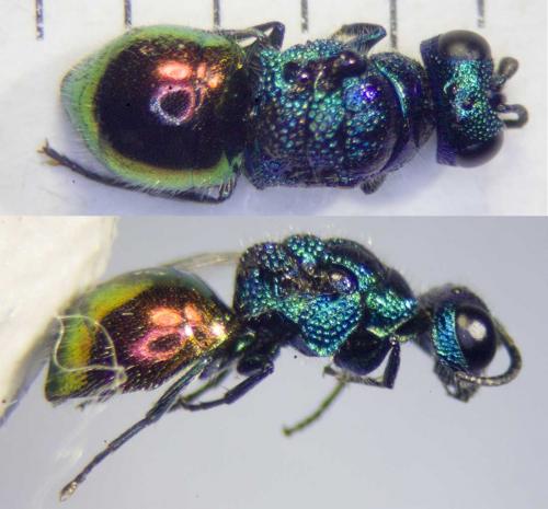 Pseudomalus auratus